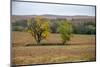 Cottonwood trees in the Flint Hills of Kansas.-Michael Scheufler-Mounted Photographic Print