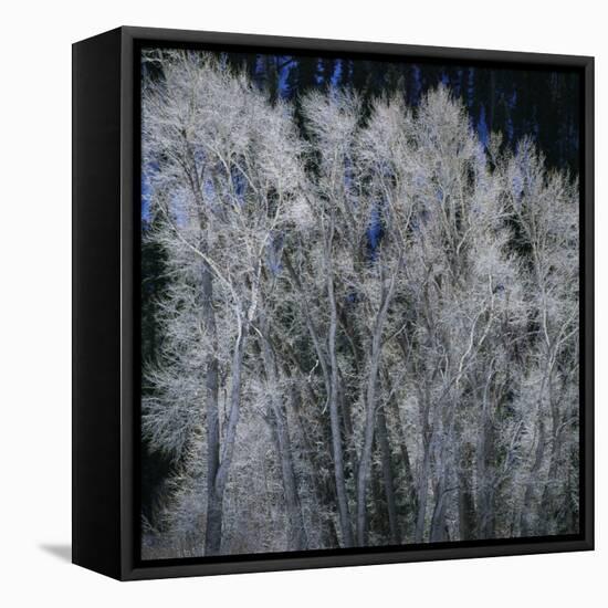 Cottonwood trees in winter-Micha Pawlitzki-Framed Stretched Canvas