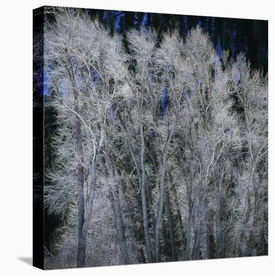 Cottonwood trees in winter-Micha Pawlitzki-Stretched Canvas