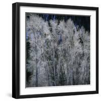 Cottonwood trees in winter-Micha Pawlitzki-Framed Premium Photographic Print
