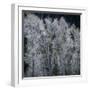 Cottonwood trees in winter-Micha Pawlitzki-Framed Premium Photographic Print