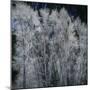 Cottonwood trees in winter-Micha Pawlitzki-Mounted Premium Photographic Print