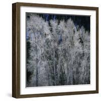 Cottonwood trees in winter-Micha Pawlitzki-Framed Photographic Print