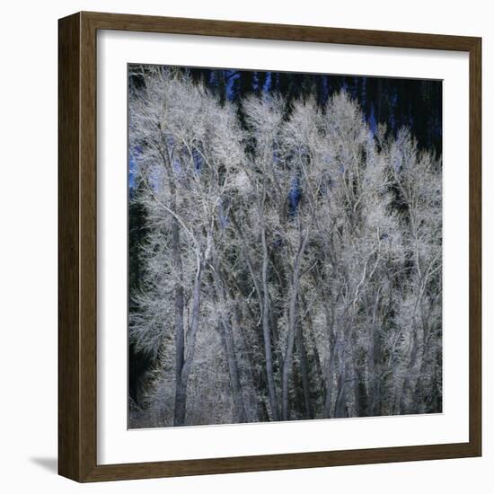Cottonwood trees in winter-Micha Pawlitzki-Framed Photographic Print