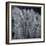 Cottonwood trees in winter-Micha Pawlitzki-Framed Photographic Print