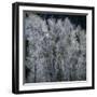 Cottonwood trees in winter-Micha Pawlitzki-Framed Photographic Print