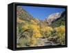 Cottonwood Trees on the Banks of the Virgin River, Zion National Park, Utah, USA-Ruth Tomlinson-Framed Stretched Canvas