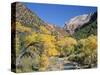 Cottonwood Trees on the Banks of the Virgin River, Zion National Park, Utah, USA-Ruth Tomlinson-Stretched Canvas