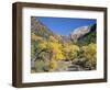 Cottonwood Trees on the Banks of the Virgin River, Zion National Park, Utah, USA-Ruth Tomlinson-Framed Photographic Print