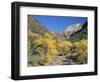 Cottonwood Trees on the Banks of the Virgin River, Zion National Park, Utah, USA-Ruth Tomlinson-Framed Photographic Print