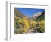 Cottonwood Trees on the Banks of the Virgin River, Zion National Park, Utah, USA-Ruth Tomlinson-Framed Photographic Print