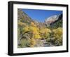 Cottonwood Trees on the Banks of the Virgin River, Zion National Park, Utah, USA-Ruth Tomlinson-Framed Photographic Print