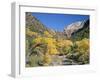 Cottonwood Trees on the Banks of the Virgin River, Zion National Park, Utah, USA-Ruth Tomlinson-Framed Photographic Print
