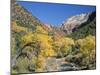 Cottonwood Trees on the Banks of the Virgin River, Zion National Park, Utah, USA-Ruth Tomlinson-Mounted Photographic Print