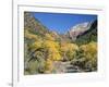 Cottonwood Trees on the Banks of the Virgin River, Zion National Park, Utah, USA-Ruth Tomlinson-Framed Photographic Print