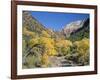 Cottonwood Trees on the Banks of the Virgin River, Zion National Park, Utah, USA-Ruth Tomlinson-Framed Photographic Print