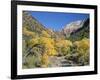 Cottonwood Trees on the Banks of the Virgin River, Zion National Park, Utah, USA-Ruth Tomlinson-Framed Photographic Print