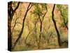 Cottonwood Trees-null-Stretched Canvas