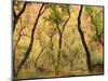 Cottonwood Trees-null-Mounted Photographic Print