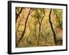 Cottonwood Trees-null-Framed Photographic Print