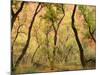 Cottonwood Trees-null-Mounted Photographic Print