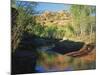 Cottonwoods Along Stream, Grand Staircase-Escalante National Monument, Utah, USA-Scott T. Smith-Mounted Photographic Print