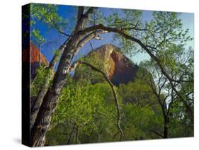 Cottonwoods and Red Arch Mountain in Early Spring, Zion National Park, Utah, Usa-Scott T. Smith-Stretched Canvas