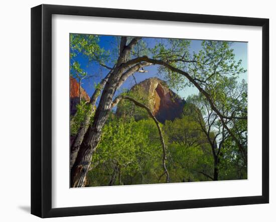 Cottonwoods and Red Arch Mountain in Early Spring, Zion National Park, Utah, Usa-Scott T. Smith-Framed Photographic Print