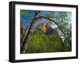 Cottonwoods and Red Arch Mountain in Early Spring, Zion National Park, Utah, Usa-Scott T. Smith-Framed Photographic Print