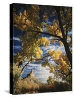 Cottonwoods and Squawbush, Gunnison Butte at Green River Flood Plain, Utah, USA-Scott T. Smith-Stretched Canvas