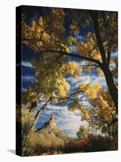 Cottonwoods and Squawbush, Gunnison Butte at Green River Flood Plain, Utah, USA-Scott T. Smith-Stretched Canvas