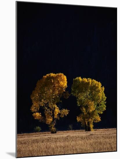 Cottonwoods in Autumn-Joseph Sohm-Mounted Photographic Print
