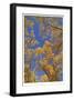 Cottonwoods in Fall-Donald Paulson-Framed Giclee Print