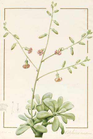 https://imgc.allpostersimages.com/img/posters/cotyledon-cardiflorum-1813-w-c-and-bodycolour-over-graphite-on-vellum_u-L-Q1HLBTQ0.jpg?artPerspective=n