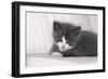 Couch, Cat, Young, Gray-Knows, Lying, Wearily, Portrait, Animals, Mammals, Pets-Nikky-Framed Photographic Print