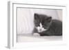 Couch, Cat, Young, Gray-Knows, Lying, Wearily, Portrait, Animals, Mammals, Pets-Nikky-Framed Photographic Print