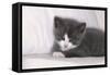 Couch, Cat, Young, Gray-Knows, Lying, Wearily, Portrait, Animals, Mammals, Pets-Nikky-Framed Stretched Canvas