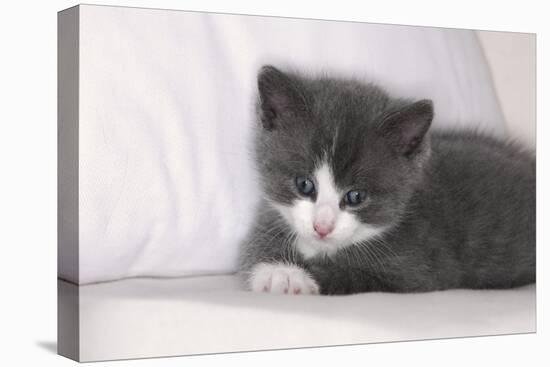 Couch, Cat, Young, Gray-Knows, Lying, Wearily, Portrait, Animals, Mammals, Pets-Nikky-Stretched Canvas