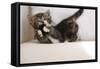 Couch, Cat, Young, Striped, Plays, Fur-Ball, Side-View, Animals, Mammals, Pets-Nikky-Framed Stretched Canvas