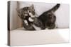Couch, Cat, Young, Striped, Plays, Fur-Ball, Side-View, Animals, Mammals, Pets-Nikky-Stretched Canvas