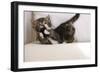 Couch, Cat, Young, Striped, Plays, Fur-Ball, Side-View, Animals, Mammals, Pets-Nikky-Framed Photographic Print