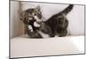 Couch, Cat, Young, Striped, Plays, Fur-Ball, Side-View, Animals, Mammals, Pets-Nikky-Mounted Photographic Print