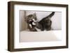 Couch, Cat, Young, Striped, Plays, Fur-Ball, Side-View, Animals, Mammals, Pets-Nikky-Framed Photographic Print