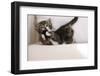 Couch, Cat, Young, Striped, Plays, Fur-Ball, Side-View, Animals, Mammals, Pets-Nikky-Framed Photographic Print