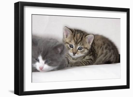 Couch, Cats, Young, Lying, Snuggles Up, Sleepily, Dozes, Together, Animals, Mammals-Nikky-Framed Photographic Print