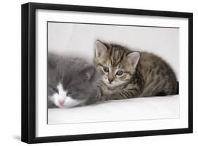 Couch, Cats, Young, Lying, Snuggles Up, Sleepily, Dozes, Together, Animals, Mammals-Nikky-Framed Photographic Print