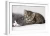 Couch, Cats, Young, Lying, Snuggles Up, Sleepily, Dozes, Together, Animals, Mammals-Nikky-Framed Photographic Print