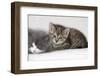 Couch, Cats, Young, Lying, Snuggles Up, Sleepily, Dozes, Together, Animals, Mammals-Nikky-Framed Photographic Print