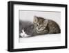 Couch, Cats, Young, Lying, Snuggles Up, Sleepily, Dozes, Together, Animals, Mammals-Nikky-Framed Photographic Print