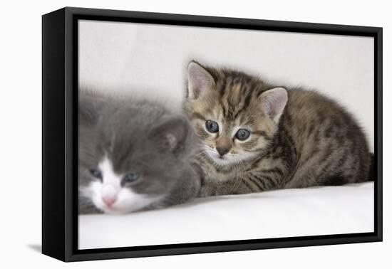 Couch, Cats, Young, Lying, Snuggles Up, Sleepily, Dozes, Together, Animals, Mammals-Nikky-Framed Stretched Canvas